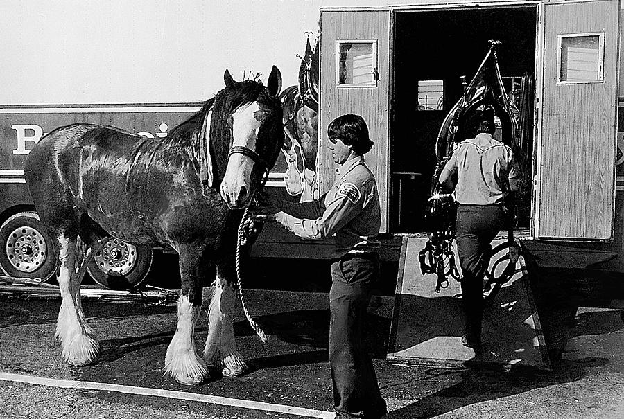 Budweiser Clydesdales Los Vaqueros Rodeo Parade Tucson Arizona 1984 Photograph by David Lee Guss