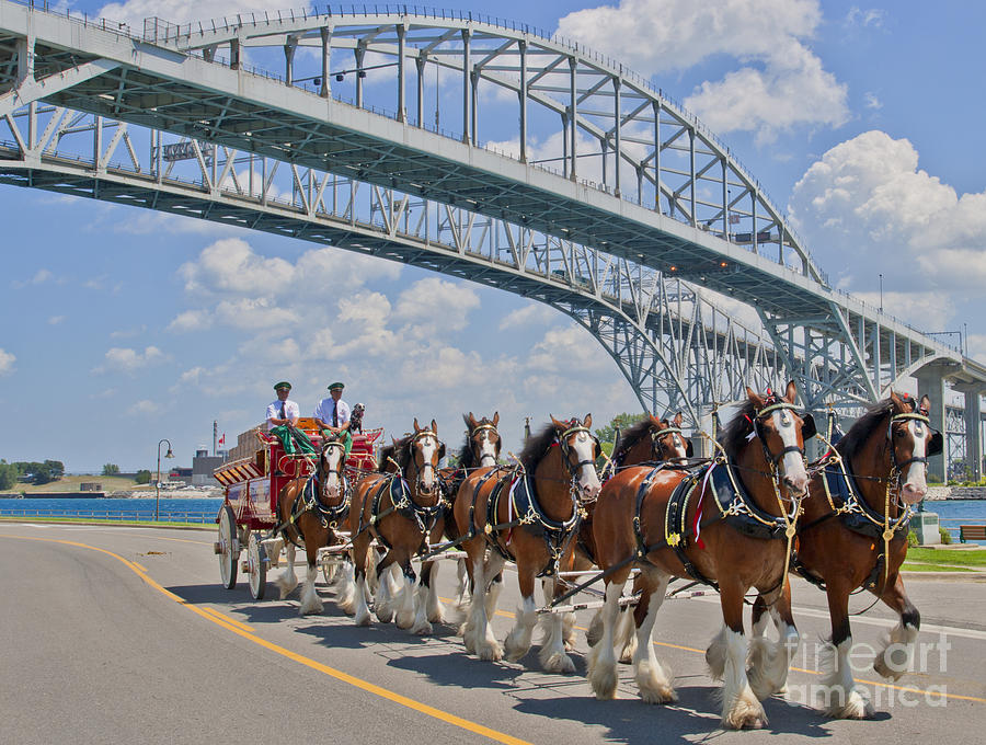 Budweiser Clydesdales Photograph by Michael Petrick