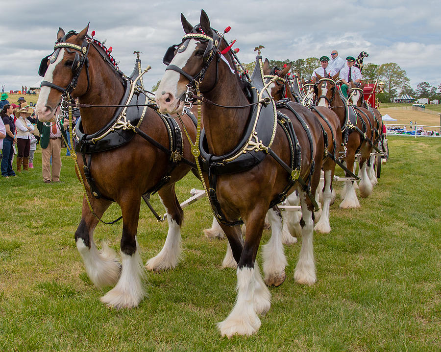 Budweiser Clydesdales Photograph by Robert L Jackson