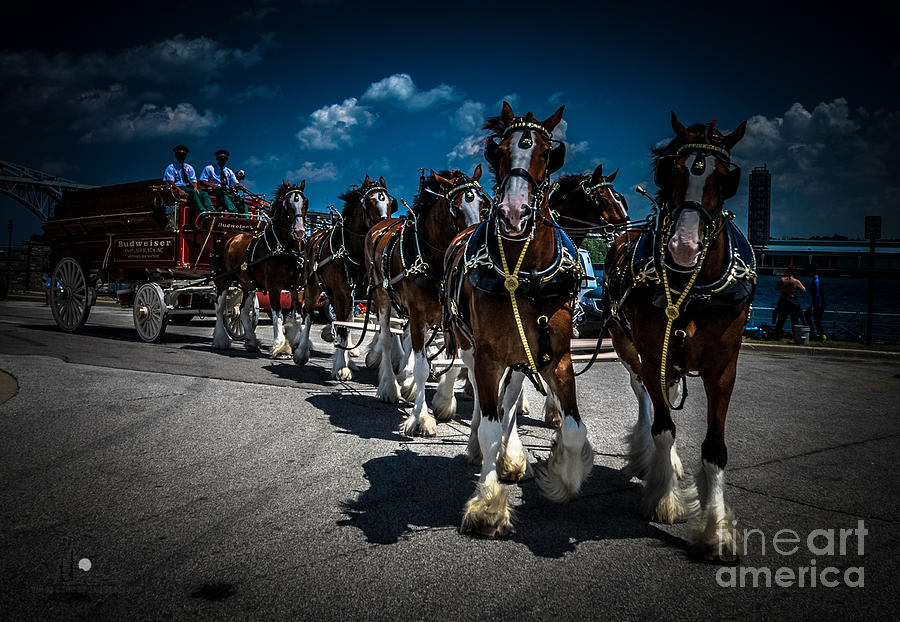 Budweiser Clydesdales Photograph by Ronald Grogan
