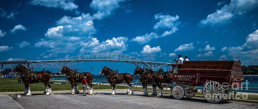 Budweiser Clydsdales and Blue Water Bridges Photograph by Ronald Grogan