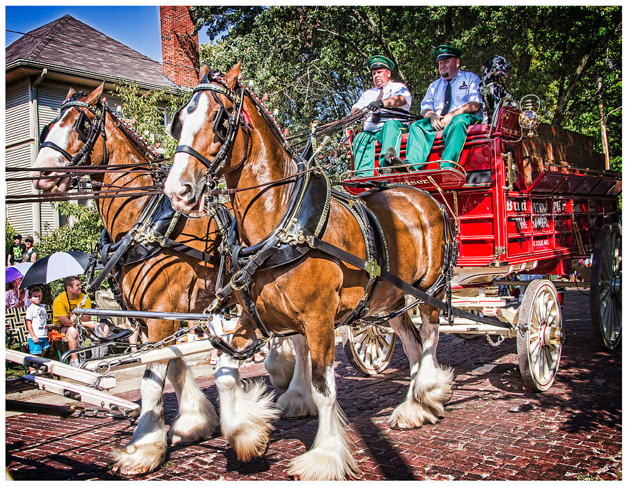 Budweiser Clydsdales Photograph by Carl Bailey Fine Art America