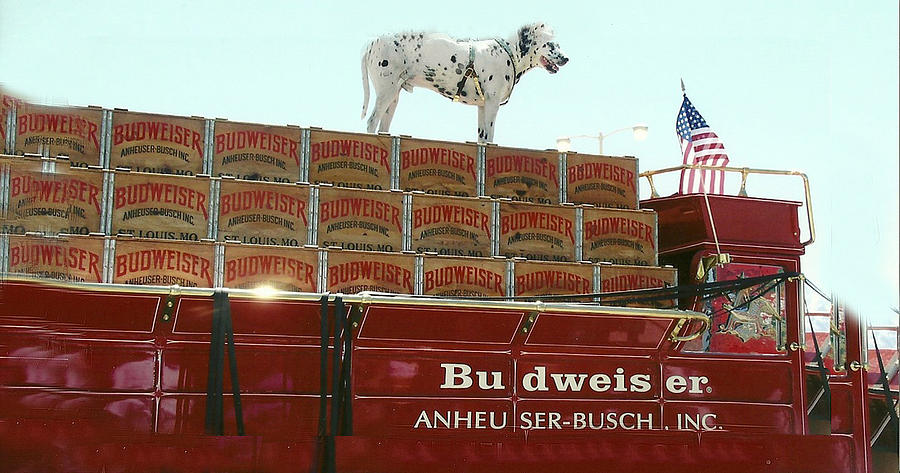 Budweiser Max Photograph by Dody Rogers