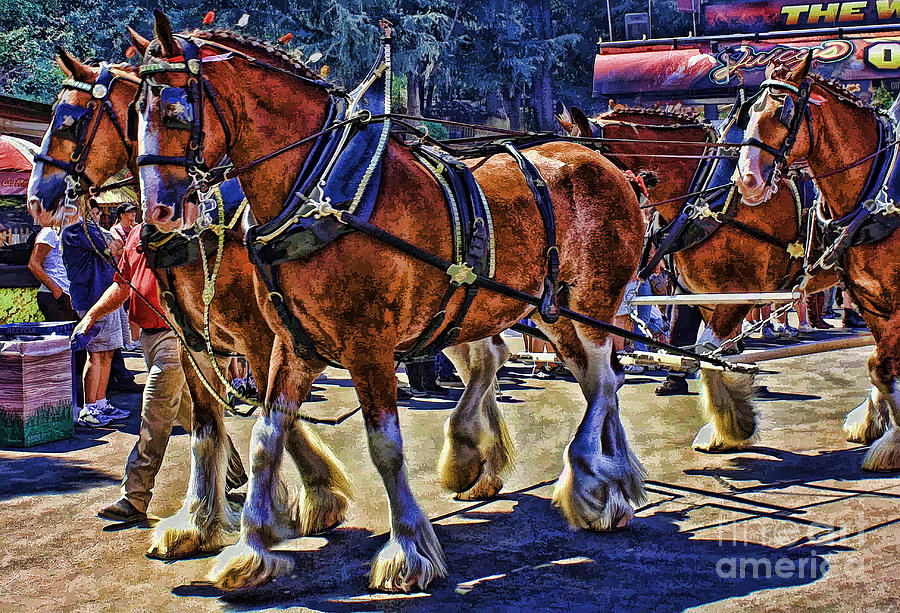 Budwieser Clydesdale Horses Photograph by Tommy Anderson