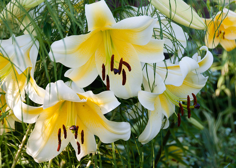 Bueautiful yellow and White Lillies Photograph by Phillip Flusche ...