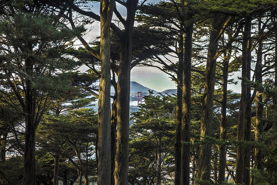 San Francisco Photograph - Buena Vista by Jeremy Jensen