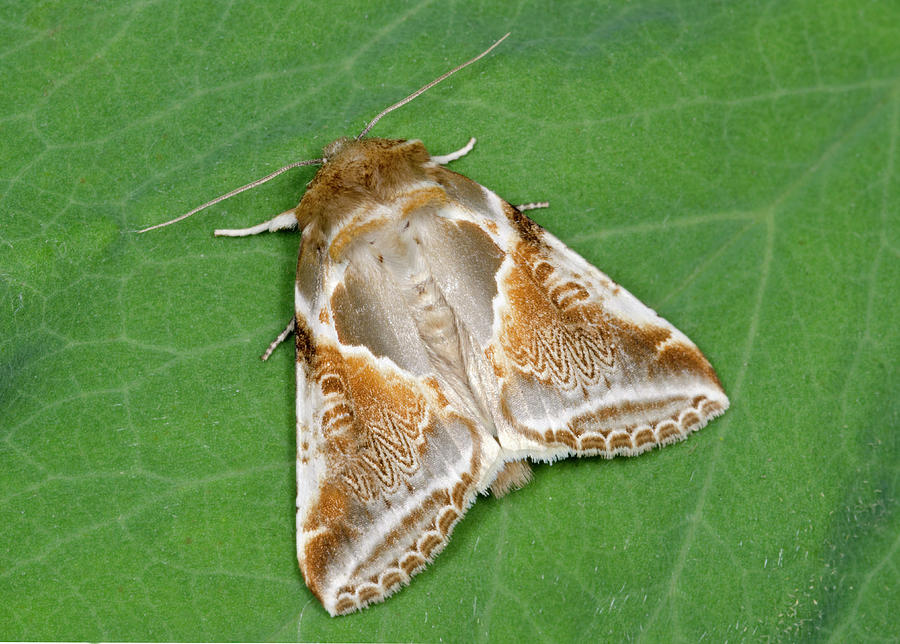 Buff Arches Moth Photograph by Nigel Downer