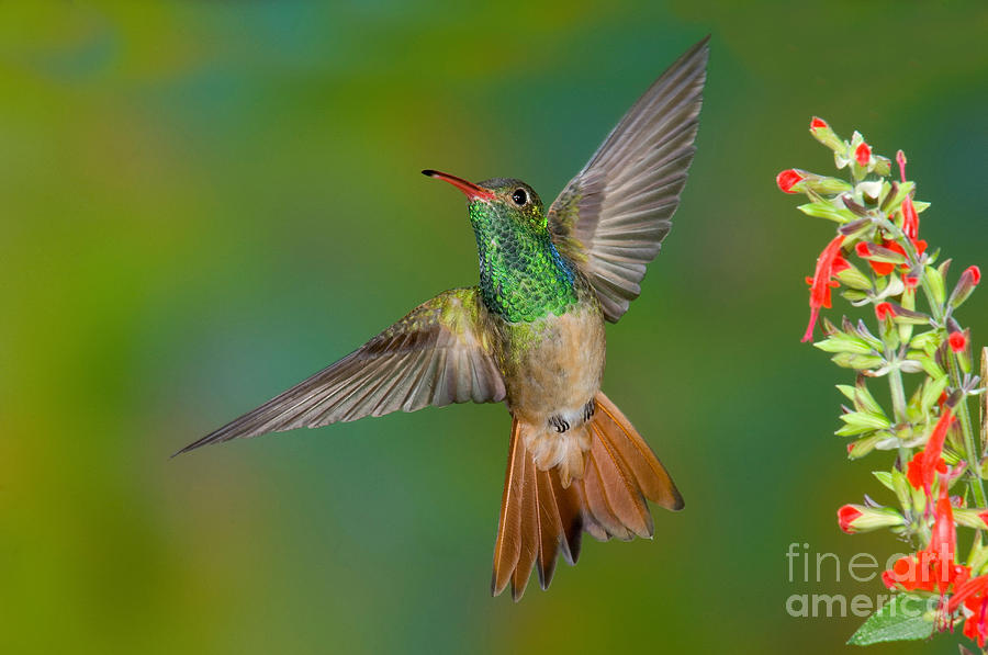 Hummingbird Photograph - Buff-bellied Hummingbird by Anthony Mercieca