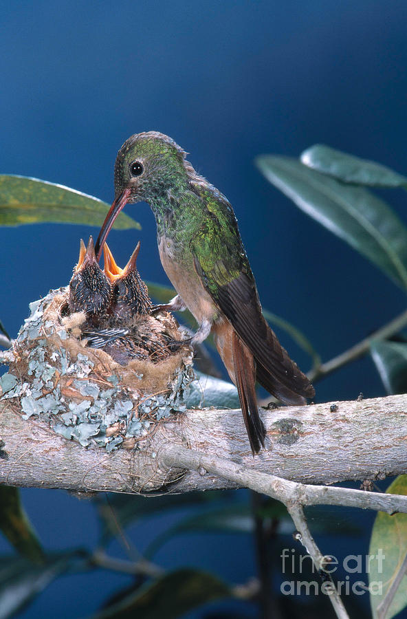 Buff-bellied Hummingbird At Nest Photograph by Anthony Mercieca
