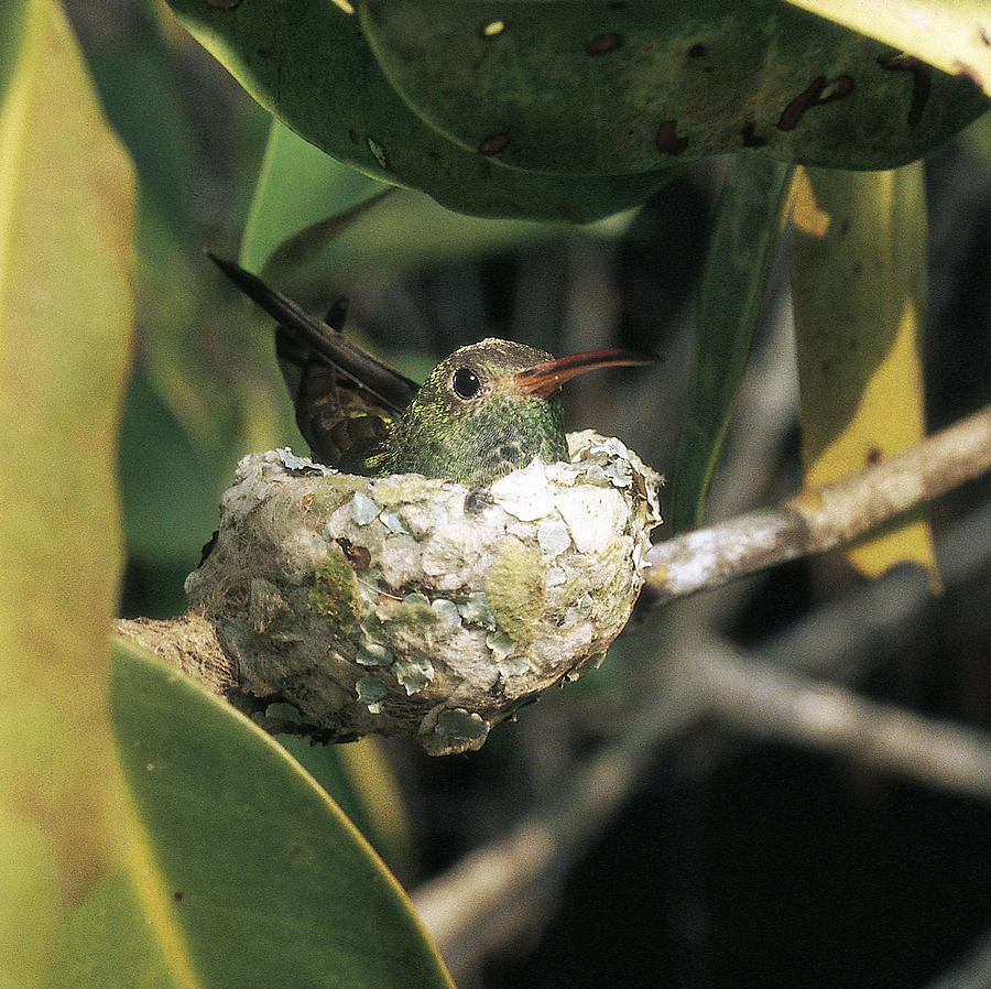 Buff-bellied Hummingbird Photograph by J. Gerard Sidaner