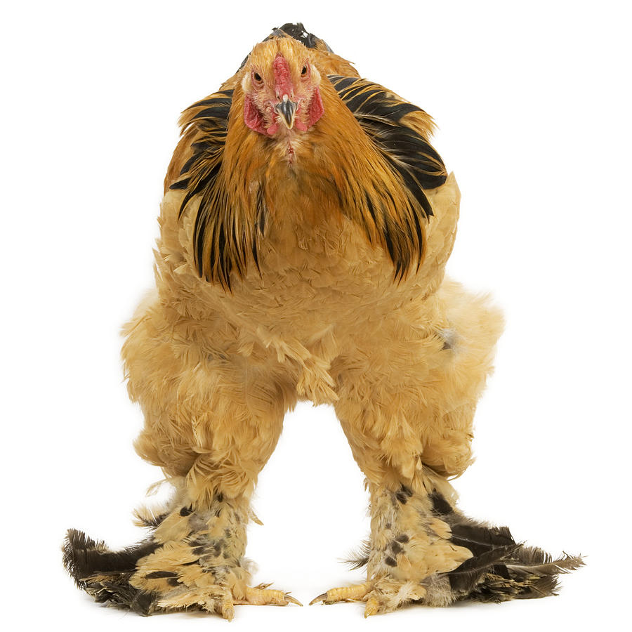 Buff Brahma Chicken Photograph by Jean-Michel Labat