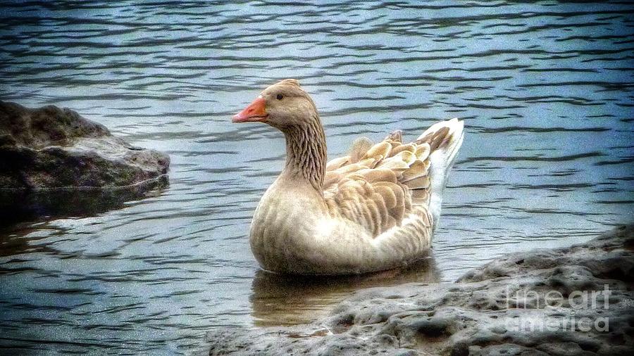 Goose Photograph - Buff Colored Toulouse Goose by Susan Garren