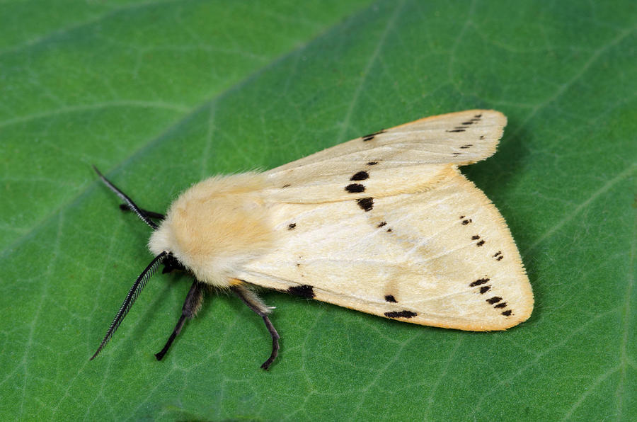 Butterfly Photograph - Buff Ermine Moth by Nigel Downer