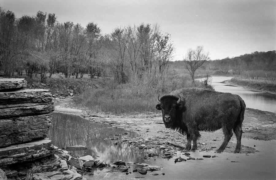 Buff in the creek Photograph by Randall Branham