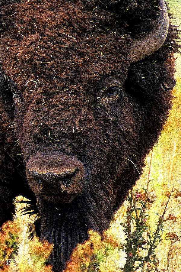 Ragweed Buffalo Digital Art by Jim Pavelle