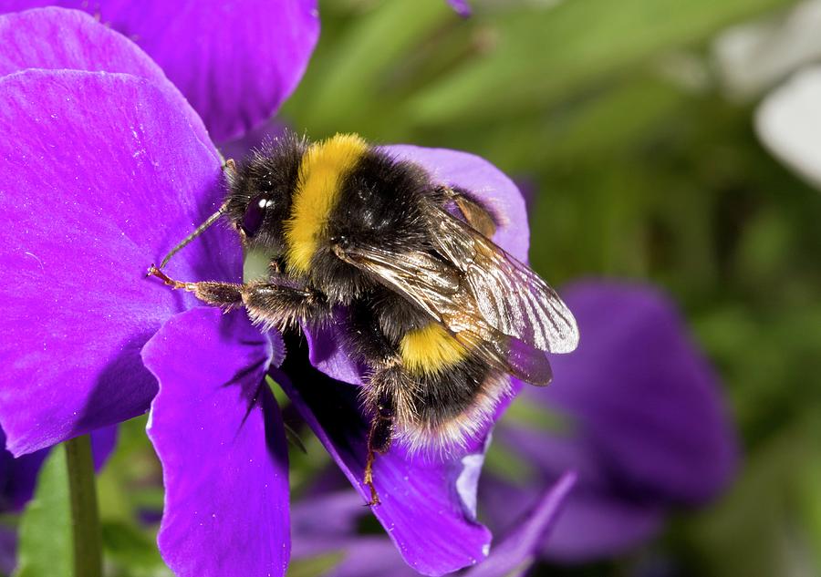 Buff-tailed Bumblebee On A Pansy Photograph by Bob Gibbons