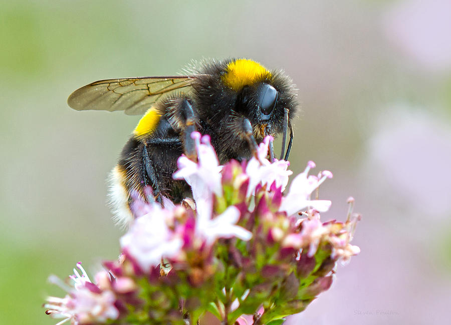 Buff Tailed Bumblebee Photograph by Steven Poulton
