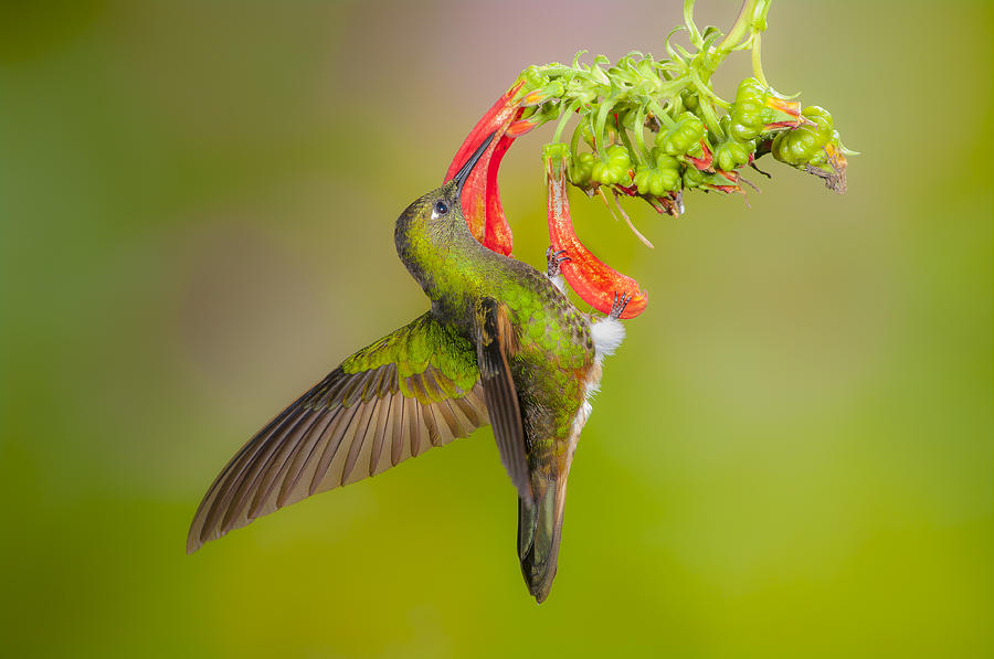 Buff-tailed Coronet holding onto flower by Jim Frandeen Buff-tailed Coronet holding onto flower by Jim Frandeen