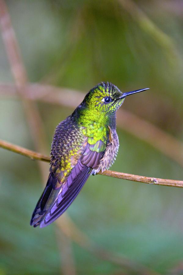 Buff-tailed Coronet Hummingbird Photograph by Steve Allen/science Photo Library