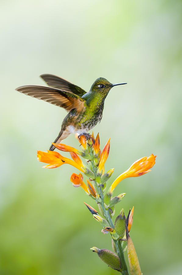 Buff-tailed Coronet Hummingbird Photograph by Tui De Roy