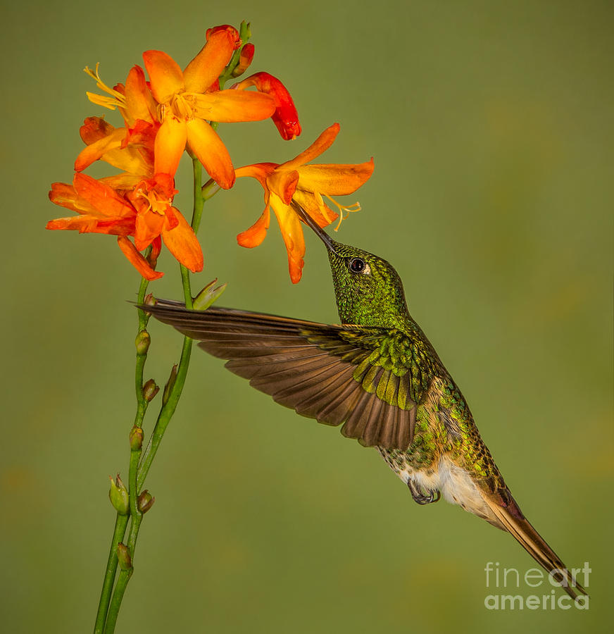 Buff-tailed Coronet Hummingbird No 1 Photograph by Jerry Fornarotto