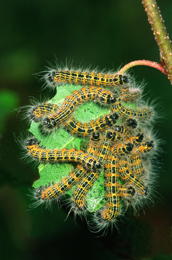 Butterfly Photograph - Buff-tip Moth Caterpillars by Nigel Downer