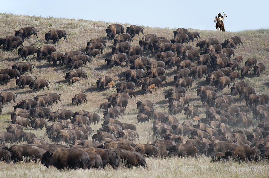 Bison Photograph - Buffallo Round Up by Christian Heeb