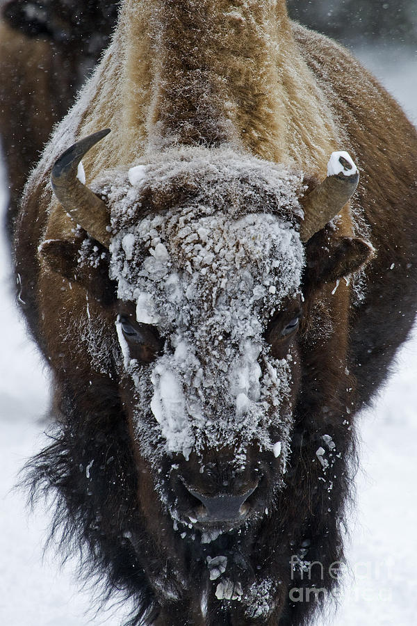 Bison Photograph - Buffalo #0057 by J L Woody Wooden