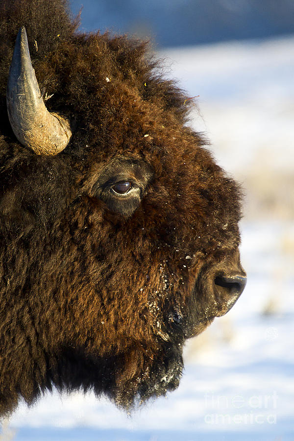 Yellowstone National Park Photograph - Buffalo   #0090 by J L Woody Wooden