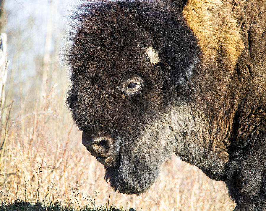 Buffalo 1 Photograph by Richard Dickinson