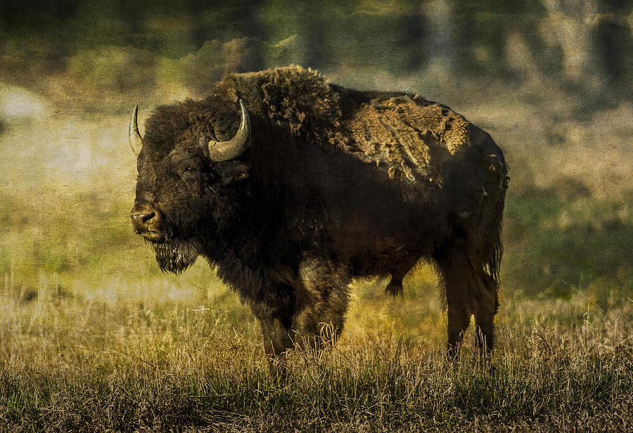 Buffalo 2 Photograph by Lou  Novick