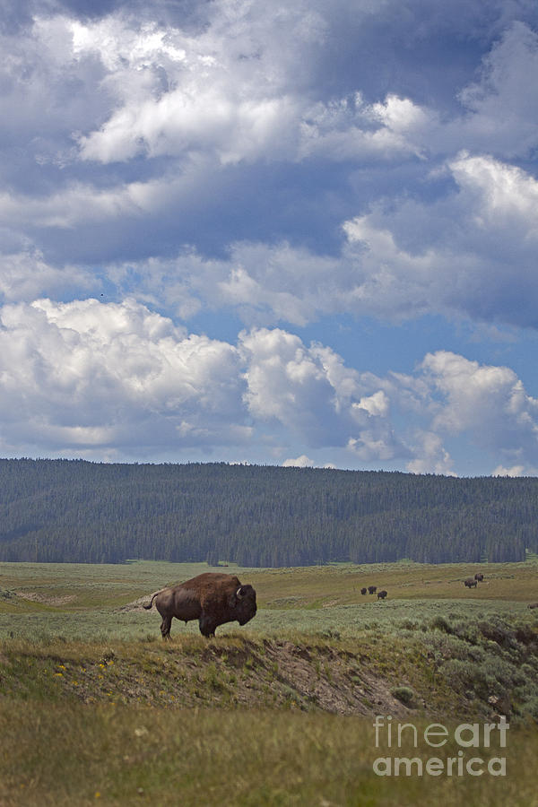 Buffalo 2024 Photograph By J L Woody Wooden Fine Art America   Buffalo 2024 J L Woody Wooden 