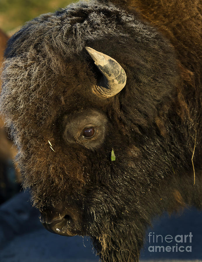 Buffalo   #5601 Photograph by J L Woody Wooden