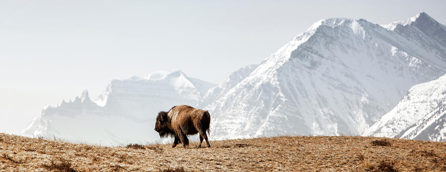 Buffalo American Bison Walks Along Photograph by Ascentxmedia