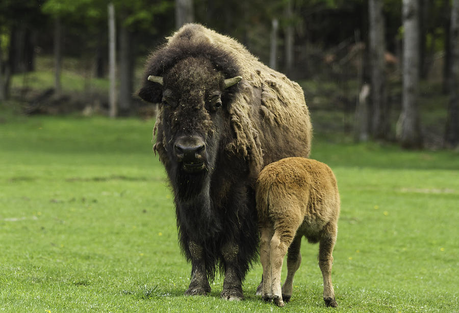 Buffalo and Calf Photograph by Josef Pittner