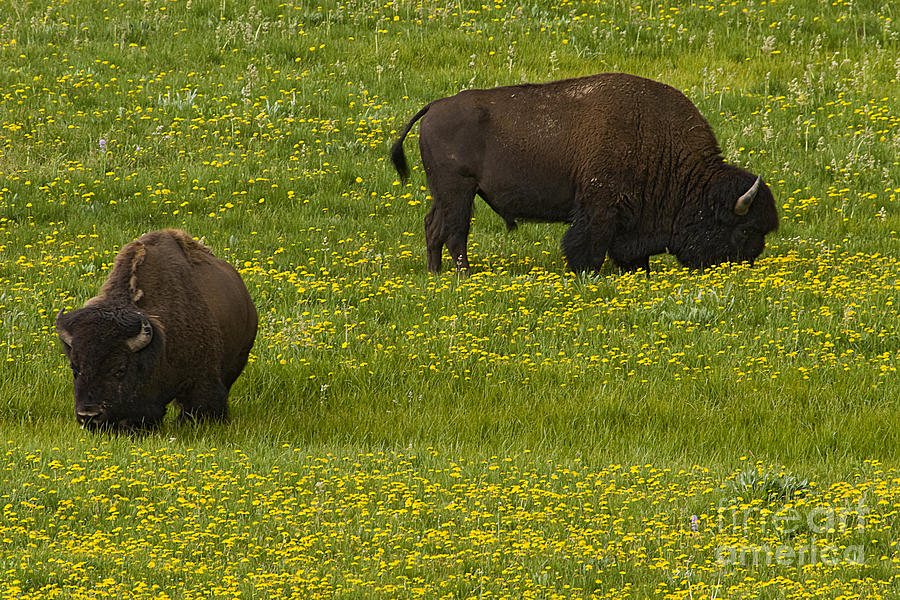 Buffalo And Dandelions Photograph by J L Woody Wooden