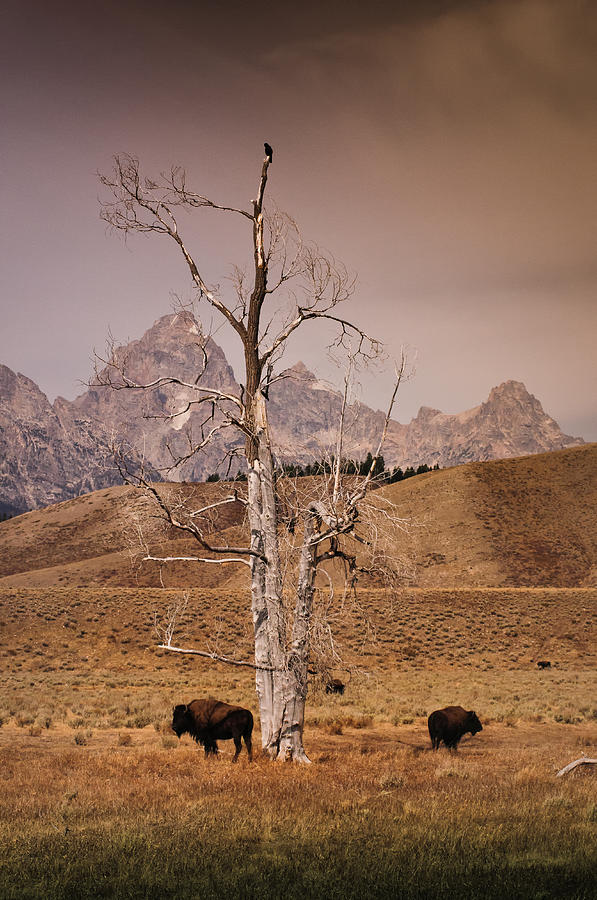 Buffalo and Tetons Photograph by Janis Knight