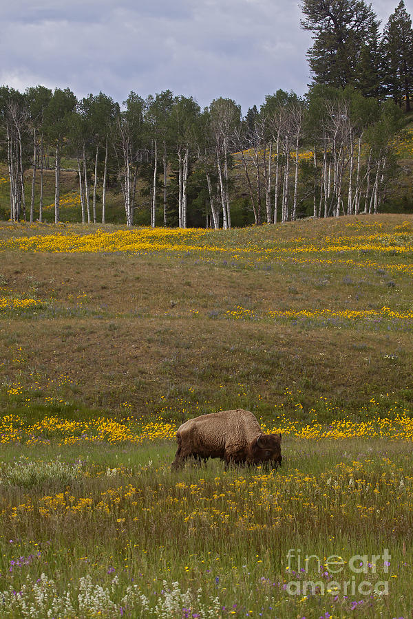 Buffalo And Wildflowers   #7062 Photograph by J L Woody Wooden