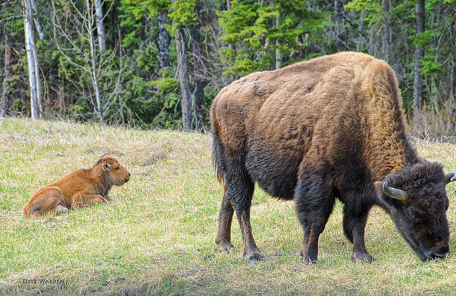 Buffalo Baby and Mom Photograph by Dyle   Warren