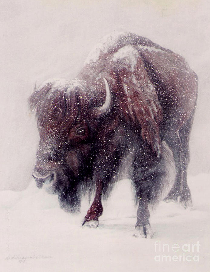 Animal Painting - Buffalo Blizzard by DiDi Higginbotham