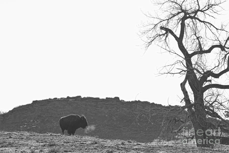 Buffalo Breath BW Photograph by James BO Insogna