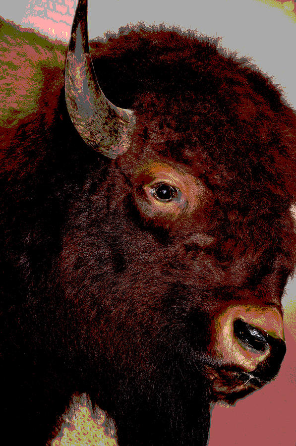 Buffalo Bull Photograph by Jan Amiss Photography