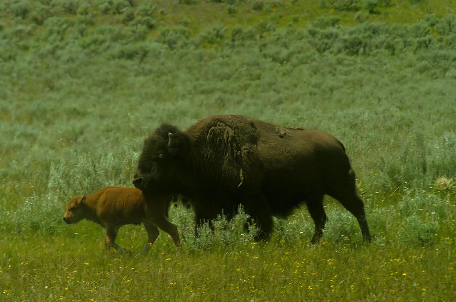 Yellowstone National Park Photograph - Buffalo Calf And Mother by Jeff Swan