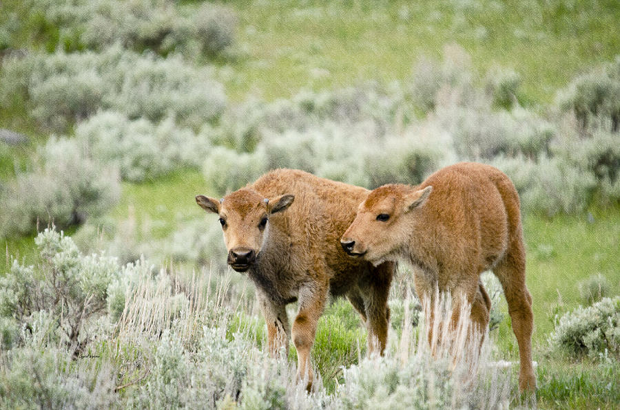 Buffalo Calves Photograph