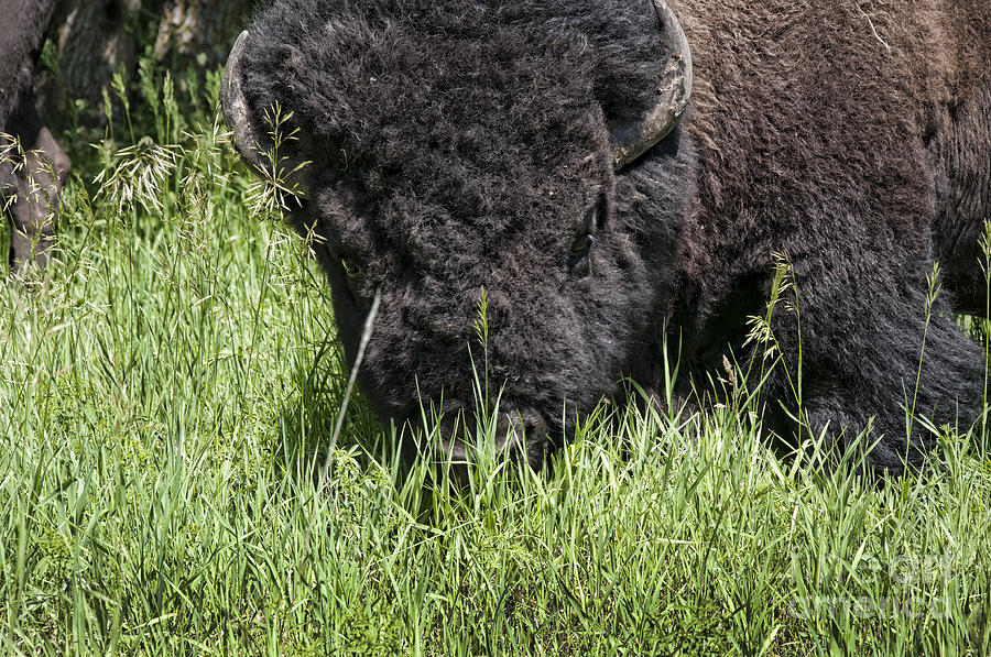 Buffalo Close Up Photograph by Brenda Kean