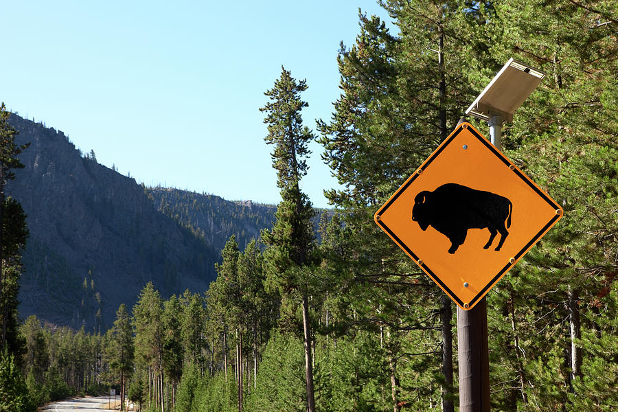 Buffalo Crossing Sign, Yellowstone Photograph by Terryfic3d