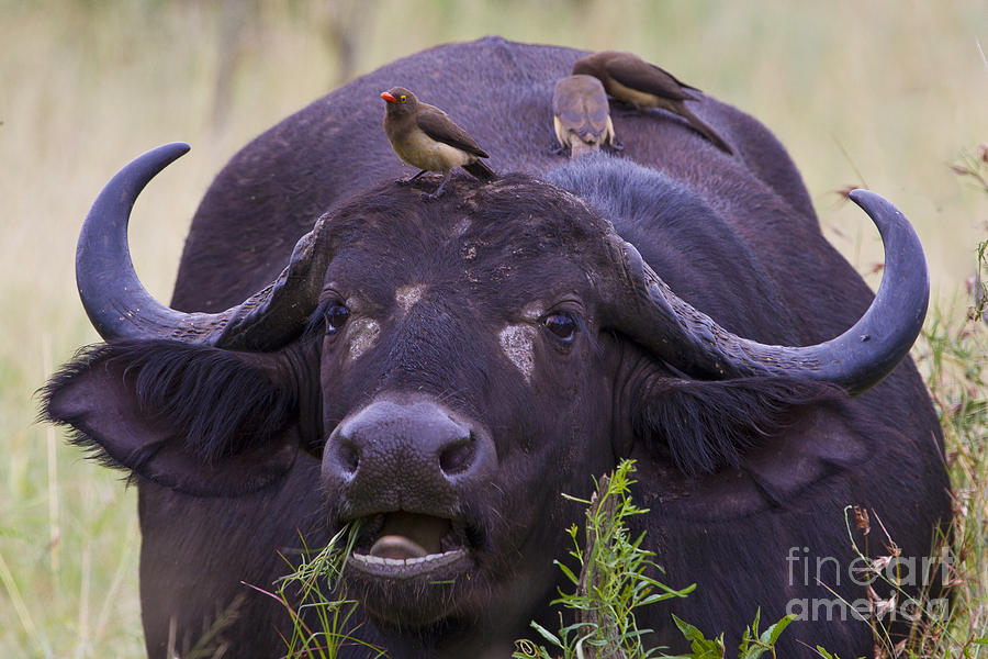 Buffalo Eating Photograph by Jennifer Ludlum