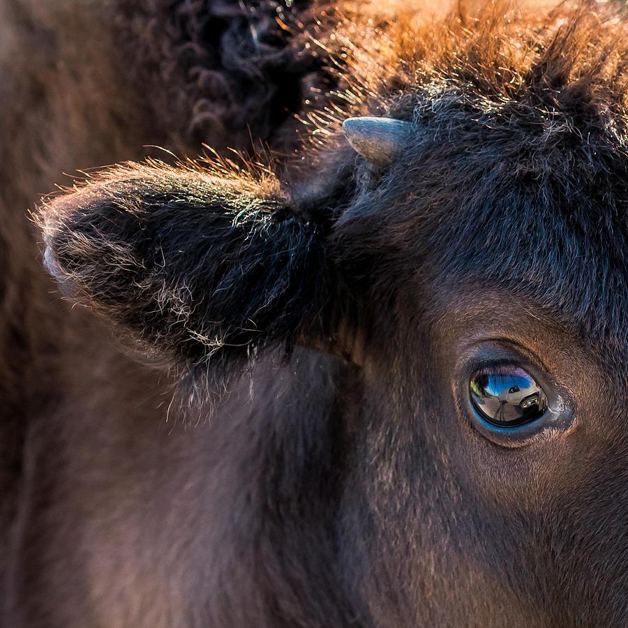 Buffalo Eye Photograph by Paul Freidlund