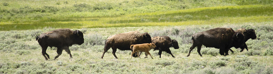 Buffalo Family Photograph by Crystal Wightman