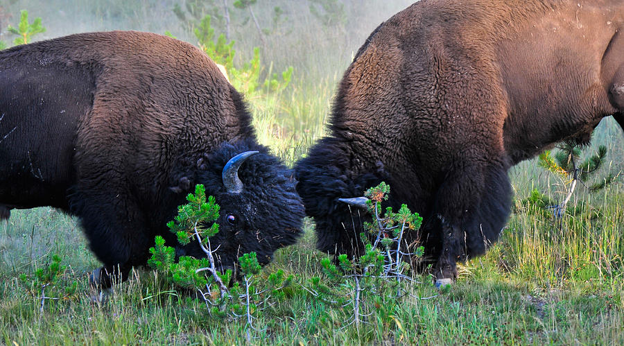 Yellowstone Buffalo Fight Photograph by Ginger Wakem